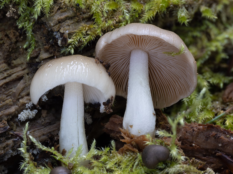 Bolbitius reticulatus